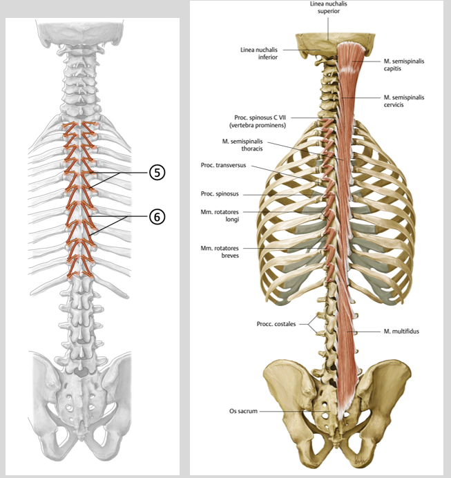 <p><span><span>Origo en insertie:<br></span></span><span data-name="black_small_square" data-type="emoji">▪</span><span><span> Breves: tussen proc. transversi<br>en proc spinosi niveau -1 van<br>ThWK<br></span></span><span data-name="black_small_square" data-type="emoji">▪</span><span><span> Longi: tussen proc. Transversi<br>en proc spinosi niveau -2 van<br>ThWK</span></span></p><p><span><span><br></span></span><span data-name="black_small_square" data-type="emoji">▪</span><span><span> Functie:<br></span></span><span data-name="black_small_square" data-type="emoji">▪</span><span><span> Extensie ThWK, hetero-laterale<br>rotatie</span></span></p><p><span><span><br></span></span><span data-name="black_small_square" data-type="emoji">▪</span><span><span> Innervatie:<br></span></span><span data-name="black_small_square" data-type="emoji">▪</span><span><span> rr. Dorsales spinale zenuw</span></span></p><p><br></p>