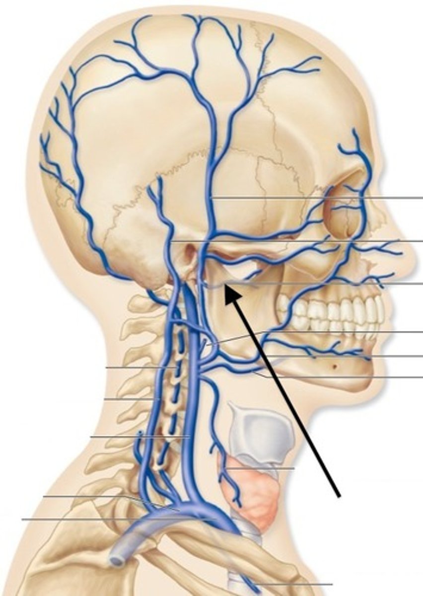<p>Veins of the pterygoid plexus empty into the short ______</p>
