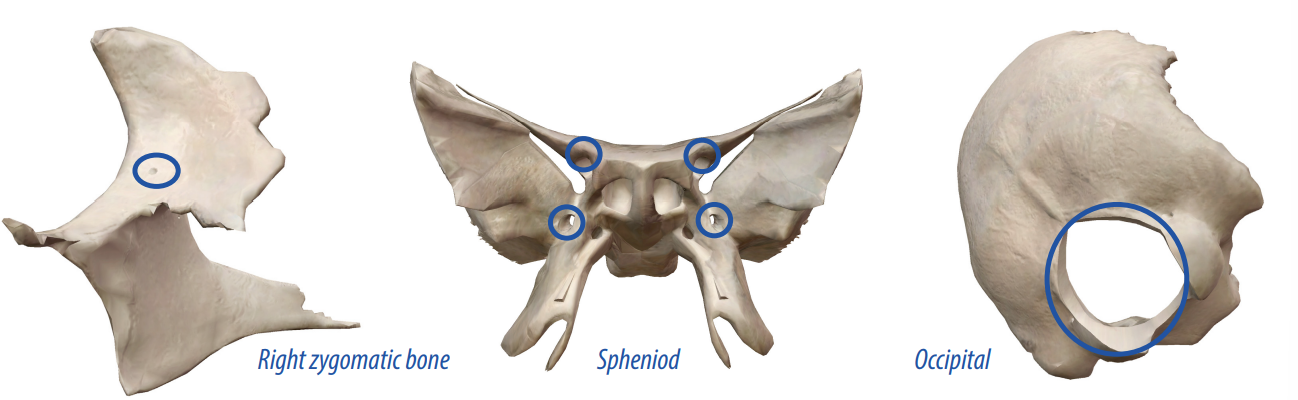 <p>A round hole where blood vessels, nerves, or ligaments pass through.</p>