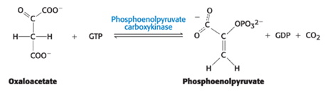 <p><span>Phosphoenolpyruvate carboxykinase (PEPCK)</span></p>
