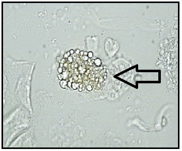 <ol><li><p>Identify structure.</p></li><li><p>Give 1 example of stain used to visualize the cell.</p></li></ol><p></p>