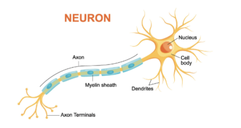 End of Axon; transmitting portion of neuron; transmits information via neurotransmitters
