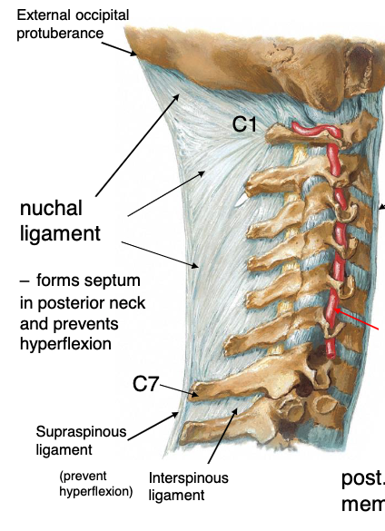 <p>interspinous ligament</p>