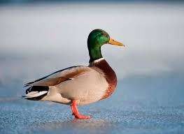 <p>not divers, large flocks, loud quacks, ponds, omnivores</p>