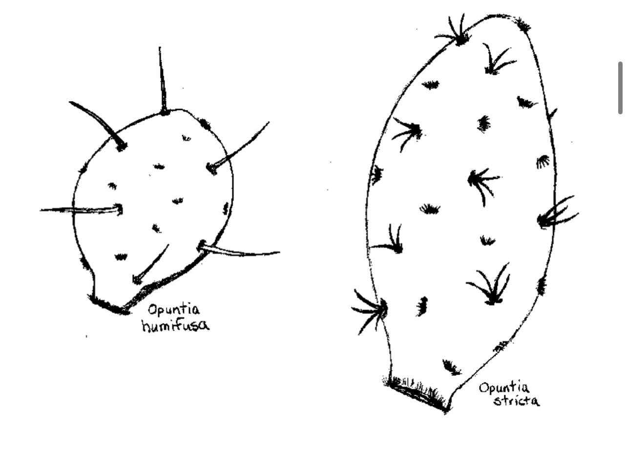 <p>Type of Aboveground Stem Modification</p>