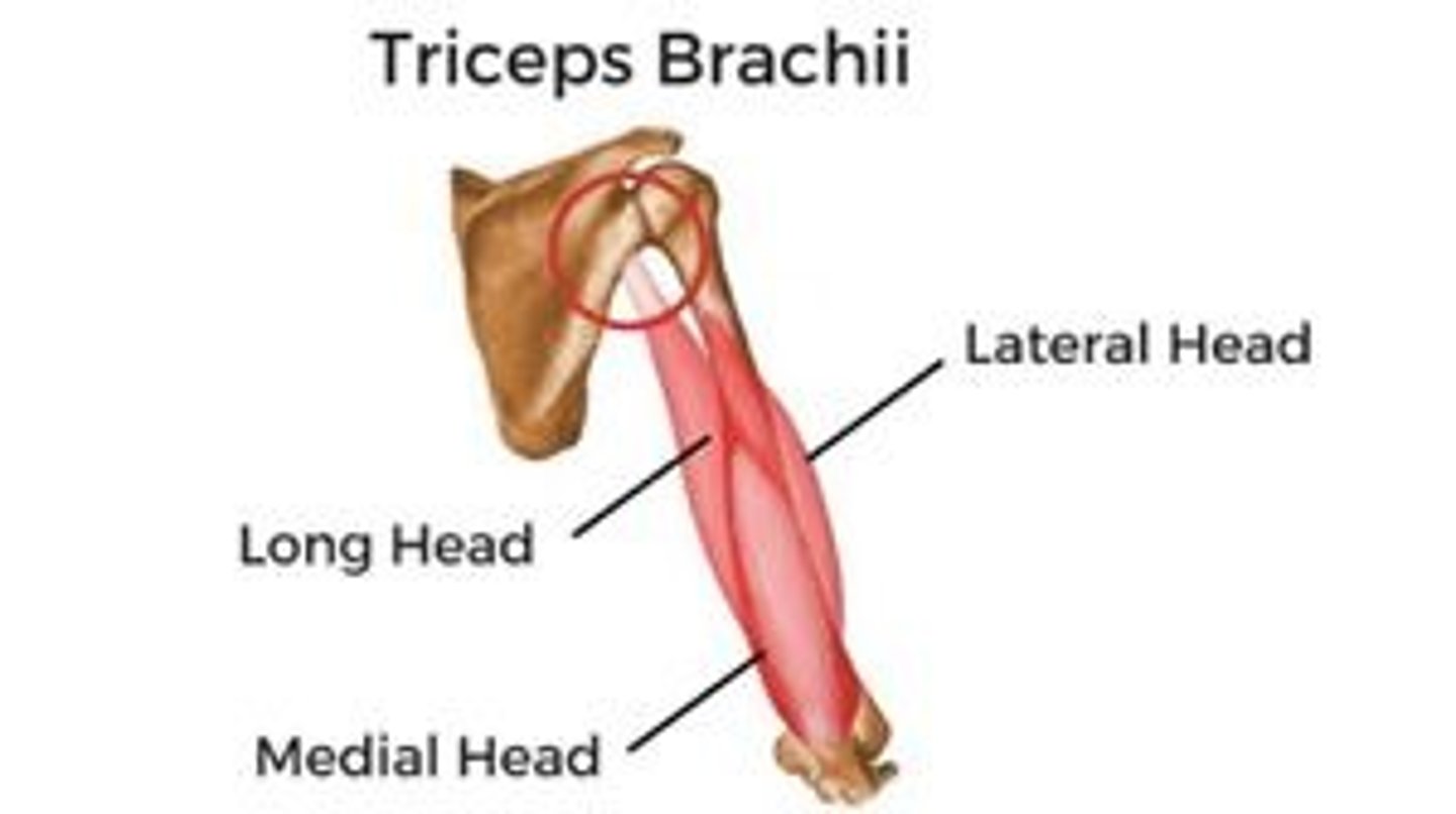 <p>1. long head</p><p>2. lateral head</p><p>3. medial head</p>