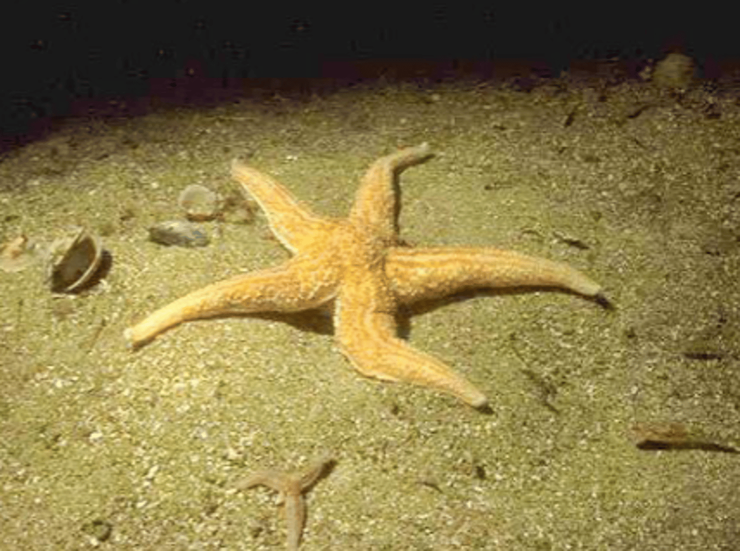 <p>zeesterren</p>