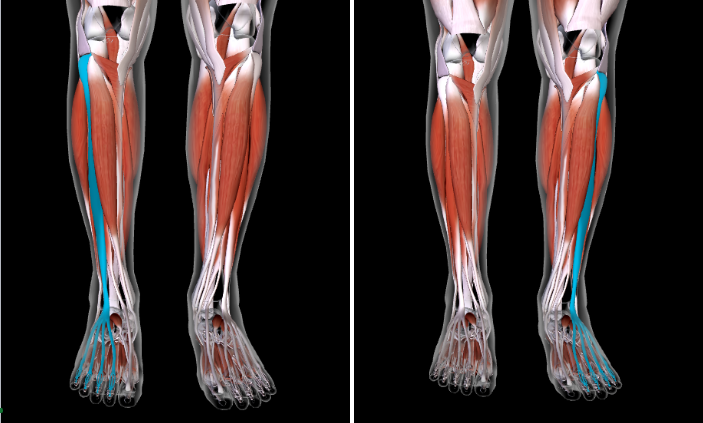 <p>Function: <strong>EXTEND AND DORSIFLEX TOES </strong></p><p><strong>LATERAL </strong>to the<strong> TIBIALIS ANTERIOR </strong></p>