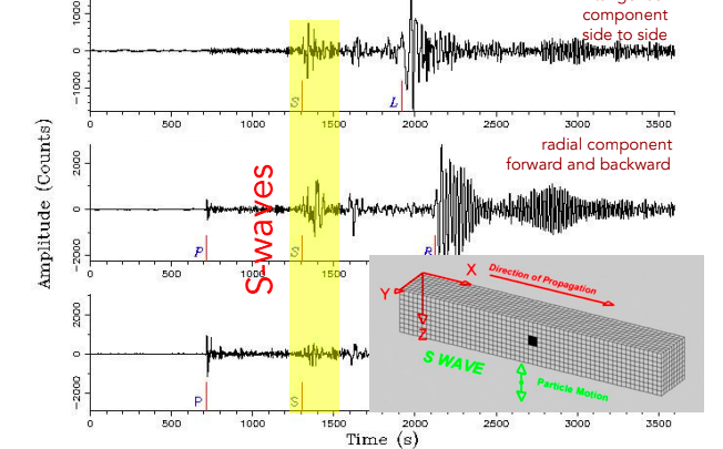 <p>A type of seismic wave that moves the ground up and down or side to side. Same rest as p waves, secondary waves.</p>