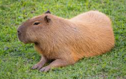 <p>capybara</p>