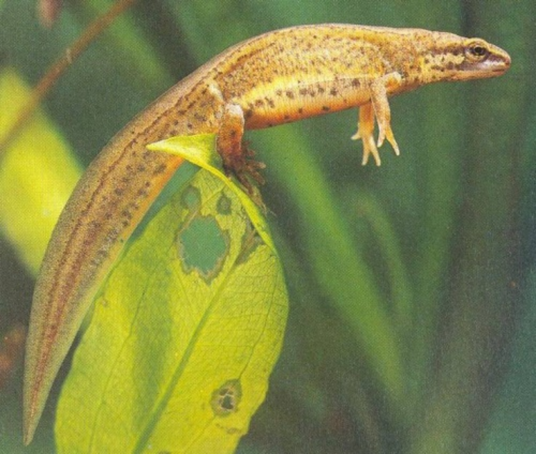 <p>čolek obecný </p>