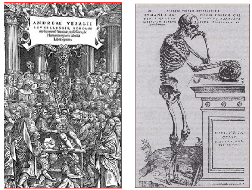 <p>D) Andrea Vesalius</p>