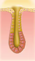 <p>Duct does not branch and secretory structure is tubular in nature </p>