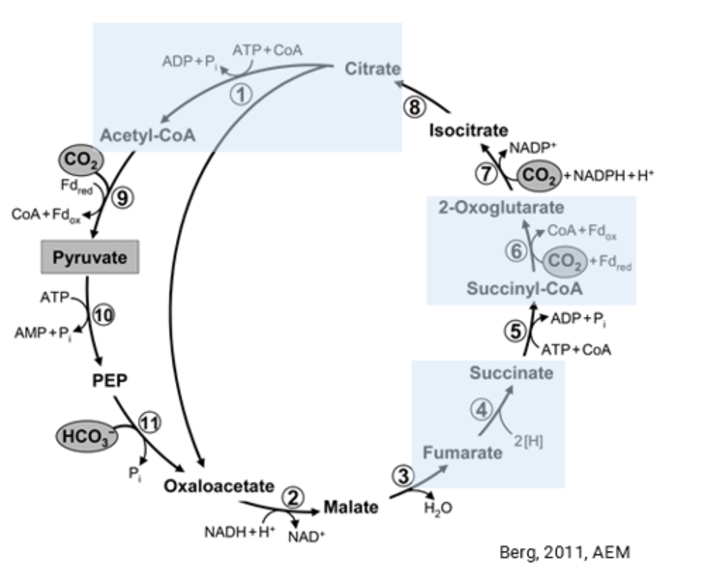 <p>rTCA Cycle</p>