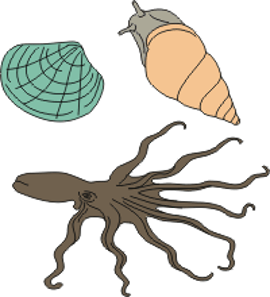 <p>soft bodied creatures like sea snails and octupuses</p>