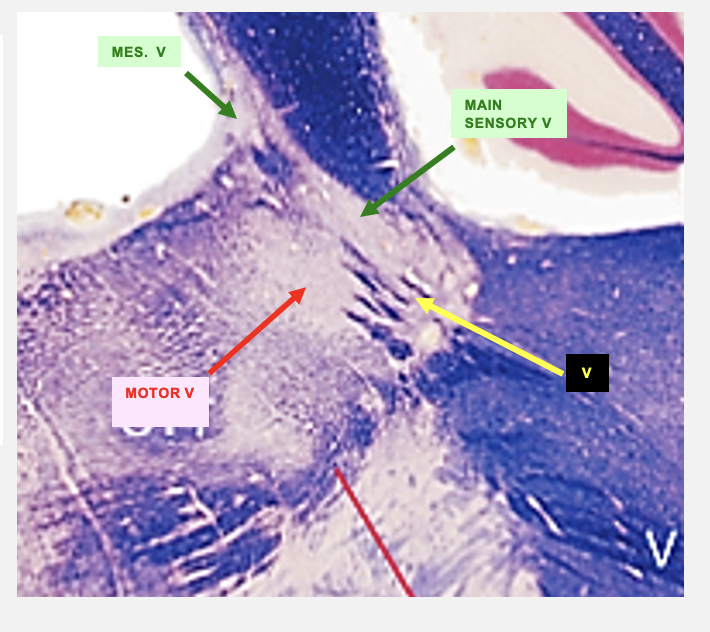 <p>the axons of the BLANK BLANK separate the BLANK BLANK BLANK from the BLANK BLANK BLANK&nbsp;</p>