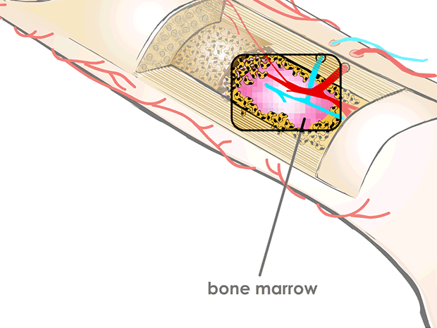 <ul><li><p>soft bone marrow, which is found inside many bones, makes most of the body's red blood cells, white blood cells, and platelets</p></li></ul><p></p>