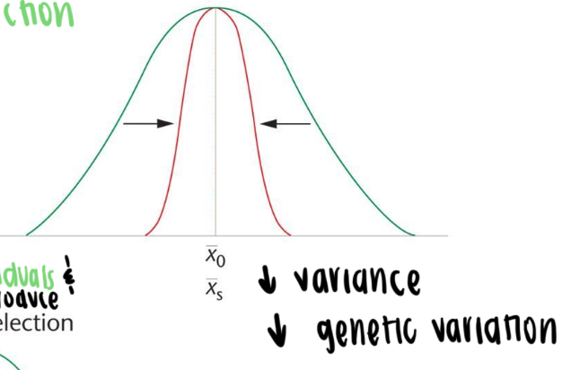 <p>intermediate types are favored (mean is favored)</p><ul><li><p>both extreme phenotypes are selected against</p></li><li><p>reduces population variance over time but not the mean</p></li></ul><p></p>