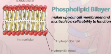 <ul><li><p>A type of lipid, is typically seen as the cellular bilayer(membrane) since its dual(ampipathic) hydrophobic &amp; hydrophilic nature forms a natural shield ￼</p></li></ul><p></p>