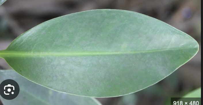 <p>red mangrove</p><p>dark green on top leaf</p><p>light green on bottom leaf </p><p>blunt point </p><p>no leaf hairs</p><p>no glands</p><p>elongated</p><p>cannot see vains because of thick cuticle</p>