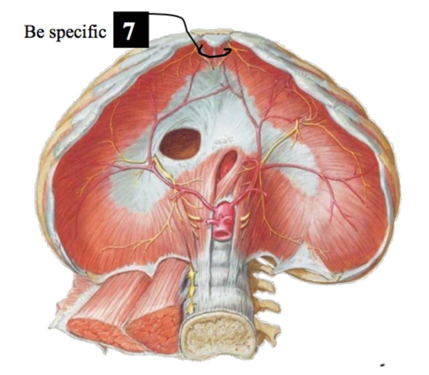 <p>ID (be specific)</p>