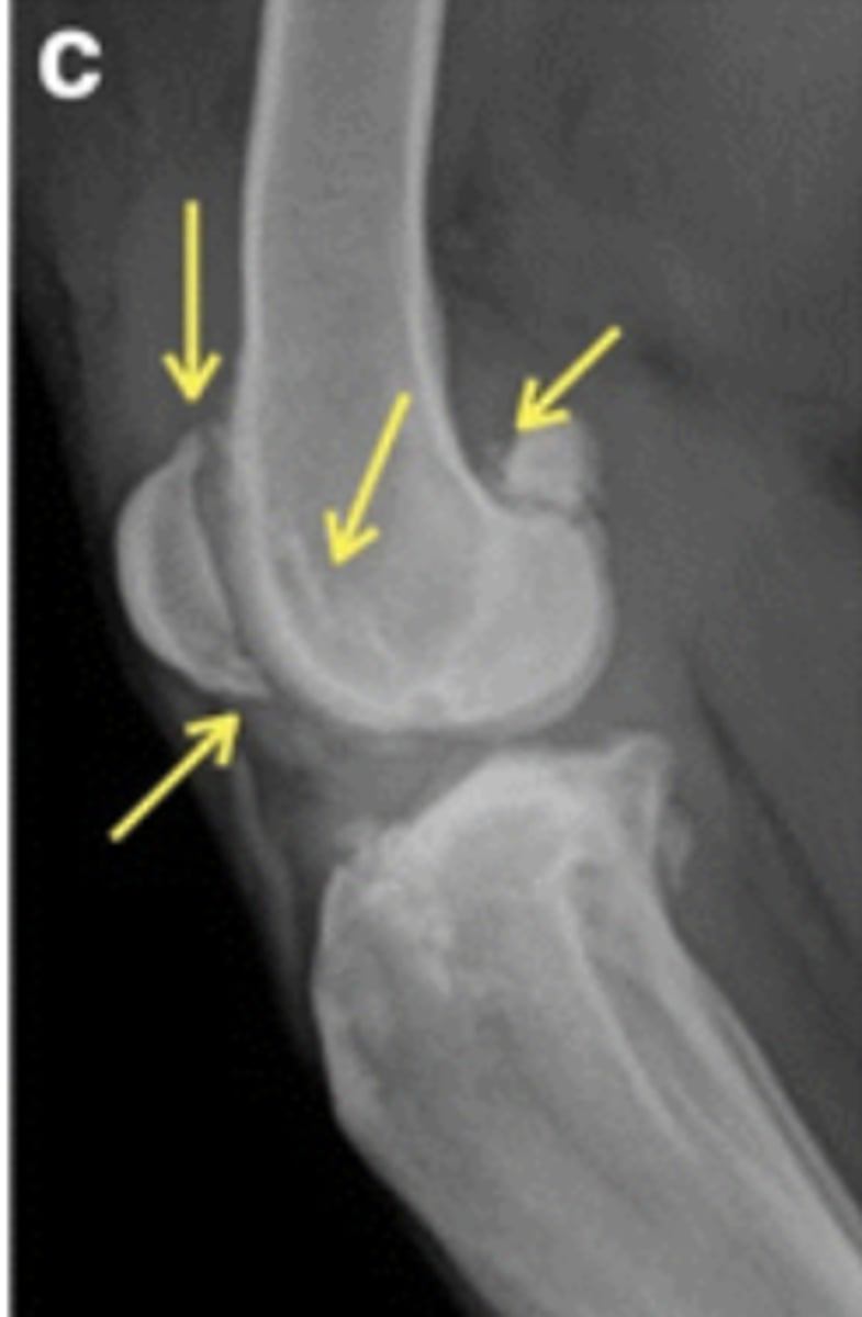 <p>A Wheaton terrier with chronic lameness shows this:</p>