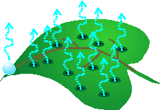 Evaporation of water from the leaves of a plant