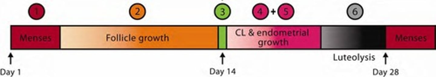 <p>Drop in P4 and E2, endometrial PGF2α, vasoconstriction, necrosis.</p>