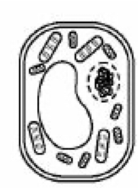 <p>Which drawing best illustrates how this plant cell will appear after it is placed in a solution that has a higher concentration of dissolved substances that the cell? </p>