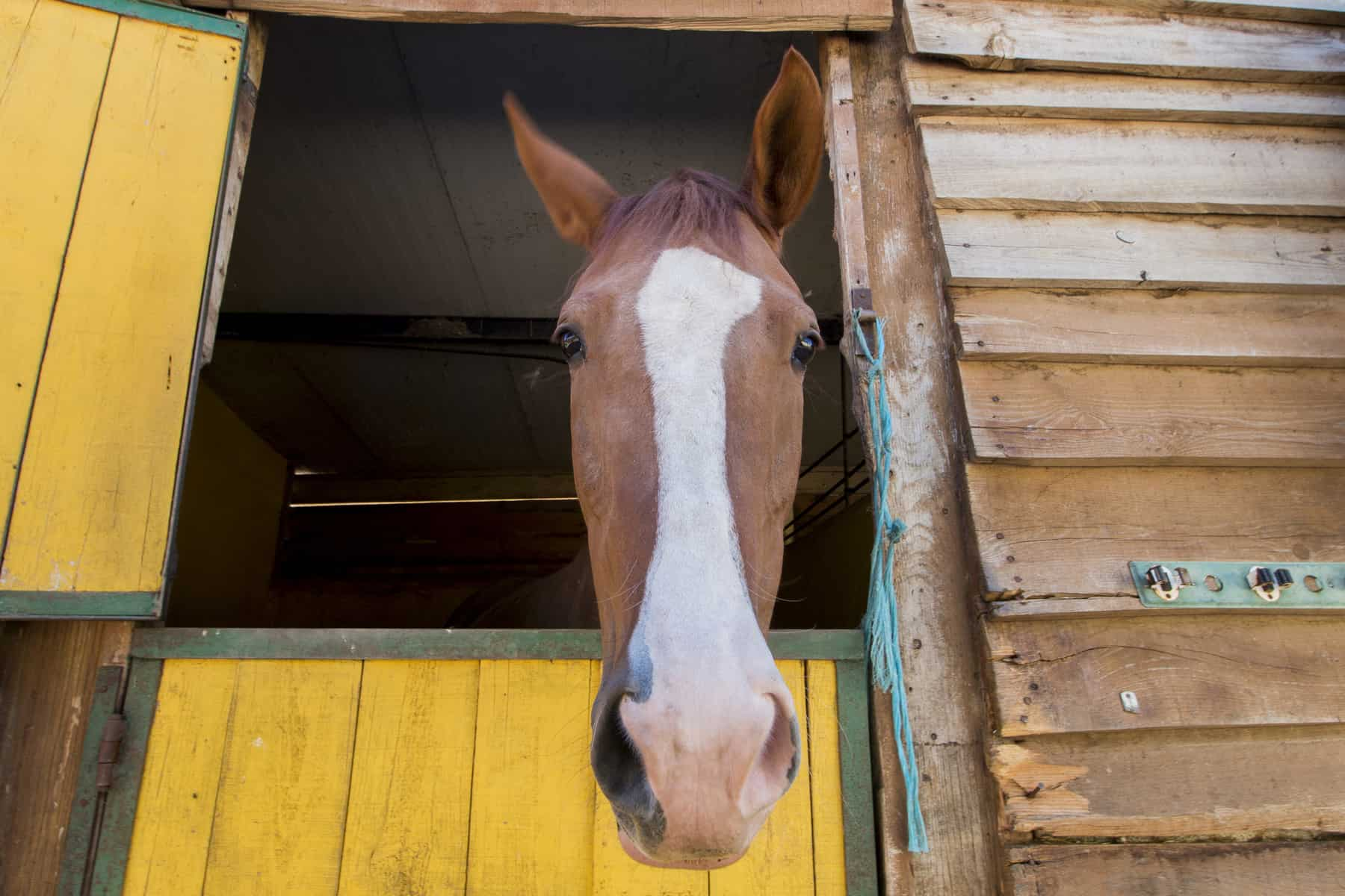 <p>What does ears split indicate?</p>