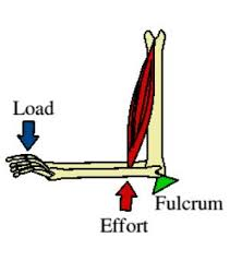 <p>the force applied is between the fulcrum and the load</p>