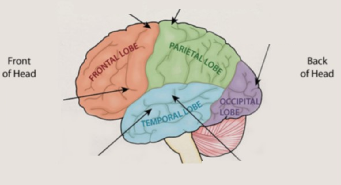 <p>label broca’s area and wernicke’s area</p>