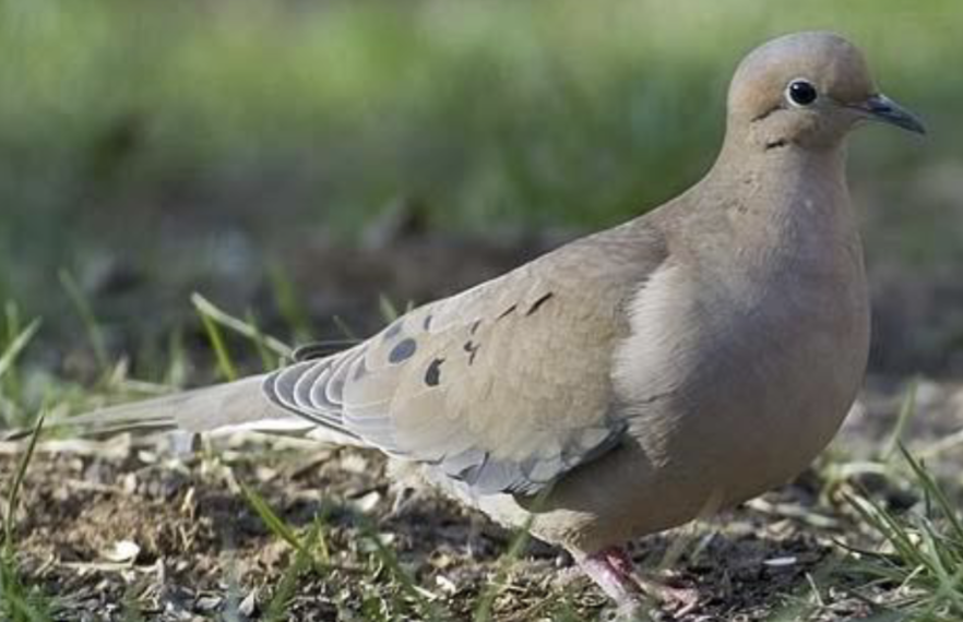 <p>what is this bird </p>