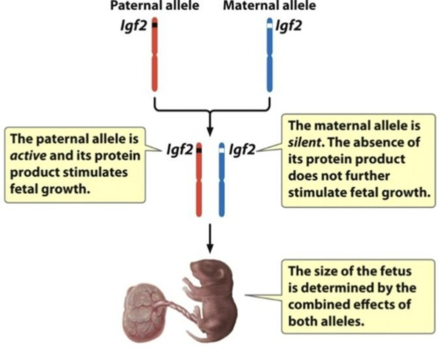 <p>The recessive allele for achondroplasia is lethal when homozygous.</p>