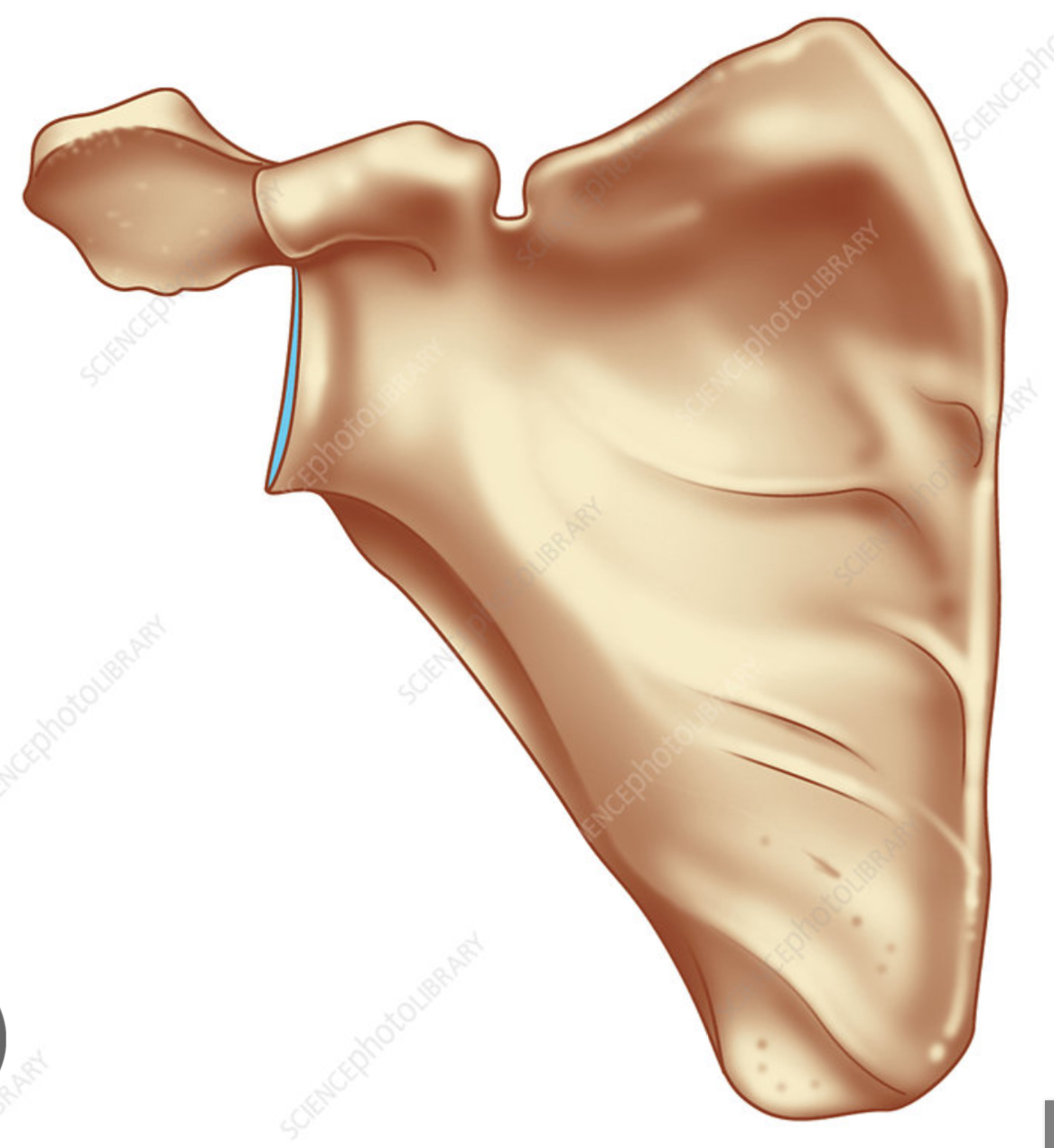 <p>Name of Bone</p>