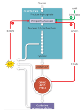 <p><span style="background-color: transparent;"><span>The cell controls its catabolism. If the cell is working hard and its ATP concentration begins to drop, cellular respiration speeds up. They do this by slowing the rate of certain steps (enzymes) in cellular respiration.</span></span></p><ul><li><p><span style="background-color: transparent;"><span>Feedback inhibition is the most common mechanism for control.</span></span></p></li></ul><p><span style="background-color: transparent;"><u><span>Phosphofructokinase (PFK)</span></u></span></p><ul><li><p><span style="background-color: transparent;"><span>Allosteric enzyme that controls rate of glycolysis and citric acid cycle</span></span></p></li><li><p><span style="background-color: transparent;"><span>Inhibited by ATP, citrate</span></span></p></li><li><p><span style="background-color: transparent;"><span>Stimulated by AMP&nbsp;</span></span></p><ul><li><p><span style="background-color: transparent;"><span>AMP+ P + P → ATP</span></span></p></li></ul></li></ul><ul><li><p><span style="background-color: transparent;"><span>Phosphofructosekinase being sensitive to citrate allows the synchronisation of the rates of glycolysis and the citric acid cycle.&nbsp;</span></span></p></li></ul><p></p>