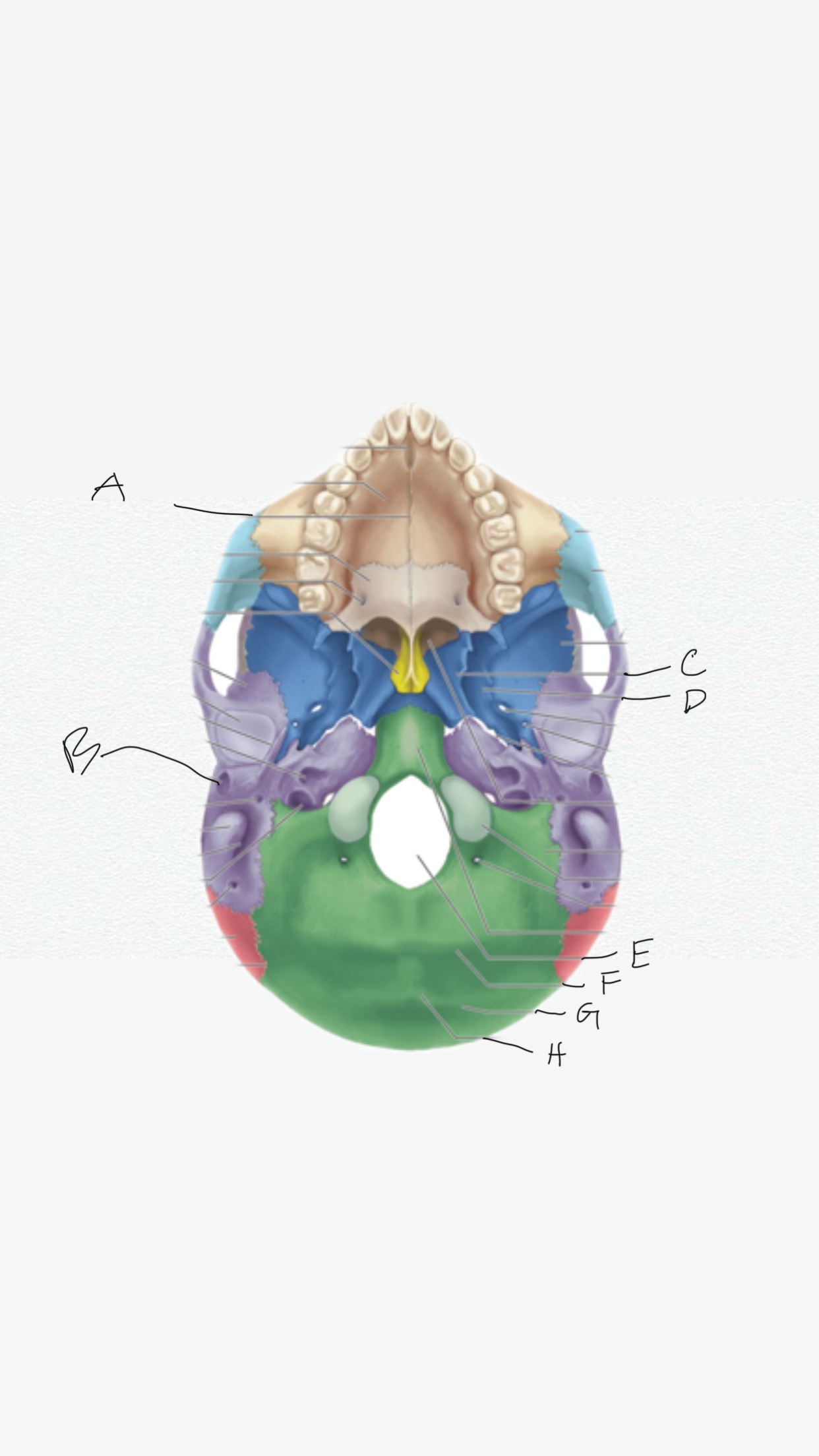 <p>H</p>