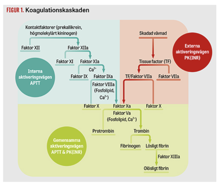 <p>Används för att utreda koagulation hos patienter, antingen via intrinsic eller extrinsic pathway:</p><ul><li><p><strong>APTT</strong>: Initieras genom att tillsätta negativa partiklar, fosfolipimemebran och Ca<sup>2+</sup>. Används för att utreda hemofili och behandling med ofraktionerat heparin. </p></li><li><p><strong>PT-PK</strong>: Initieras genom att tillsätta tromboplastin (TF+fosfolipimemembran), Ca<sup>2+</sup> och ibland V och fibrinogen. Används för att utreda behandling med warfarin. </p></li></ul>
