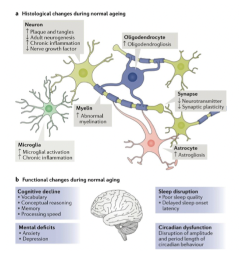 <p><span>Antalet neuroner minskar med stigande ålder. Den<strong> neuronala atrofin</strong> sker i specifika regioner, till exempel i cerebrala cortex och primära motorcortex. Även antalet synapser påverkas av åldrande.&nbsp;</span></p><p><br><span>Kapaciteten för transmissions-signalering och kommunikation minskar. Den dopaminerga transmissionen minskar genom <strong>förlust av D<sub>1</sub>-receptorer</strong>. Låga nivåer av glutamat i olika delar av hjärnan samt höga nivåer av <strong>extracellulärt glutamat</strong>. Dessutom blir <strong>kalcium-bortförseln </strong>förlängd vilket ger förlängda svar av kalcium - ett karaktäristiskt för åldrade neuron.&nbsp;</span></p>