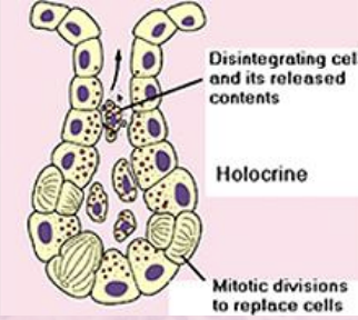 <p>accumulates secretions (oil) and ruptures</p>
