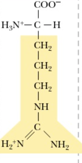 <p>Arginine</p>