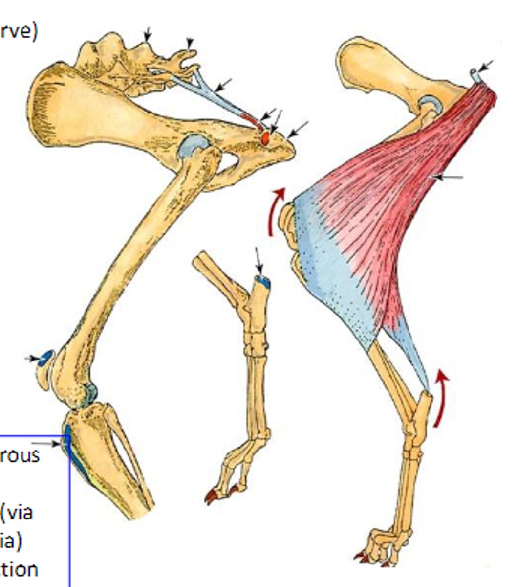 <p>What muscle is shown?</p>