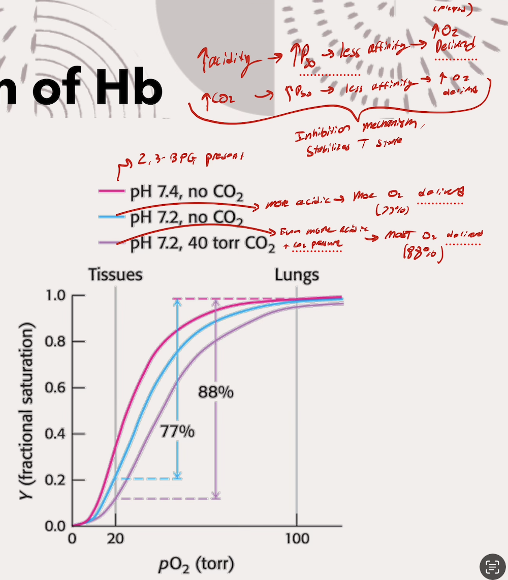 <p>Lower pH’s (increasing acidity) → INC P50 → Less affinity for O2 → MORE O2 delivered</p><ul><li><p>Acidic environment protonates key amino acids that form ionic bonds and salt bridges</p></li></ul><p></p><p>Higher pCO2 → INC P50 → Less affinity for O2 → MORE O2 delivered</p><ul><li><p>CO2 binds to N-terminus (start) of eaceh Hb subunit (so four CO2 binds total), forming carbamate group</p></li></ul><p></p>