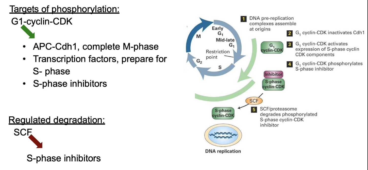 <ol><li><p><strong>APC-Cdh1:</strong></p><ul><li><p>Phosphorylation signals mitosis completion</p></li></ul></li><li><p><strong>Transcription factors:</strong></p><ul><li><p>Activated to express S-phase genes (e.g., DNA polymerase)</p></li></ul></li><li><p><strong>S-phase inhibitors:</strong></p><ul><li><p>Phosphorylation → target for SCF ligase → degraded → S-CDK activated → initiates DNA replication</p></li></ul></li></ol><p></p>