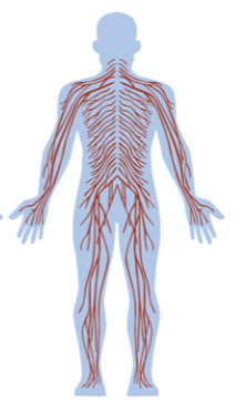 <p>Zenuwstelsel dat bestaat uit de neuronen dat verspreid liggen over het lichaam. Het verbindt het lichaam met het centrale zenuwstelsel (hersenen/ruggenmerg). Het wordt onderverdeeld in:</p><ol><li><p>Somatisch/animaal zenuwstelsel</p></li><li><p>Autonoom zenuwstelsel</p></li></ol>