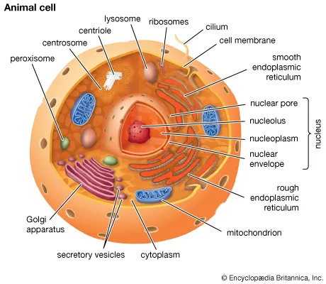 <p>stores and transports proteins and lipids </p>