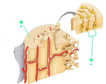 <p><span>Identify the indicated structure (layer) within compact bone.</span></p>