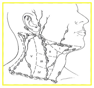 <p>Submandibular and Jugulodigastric (Levels I-II)</p>