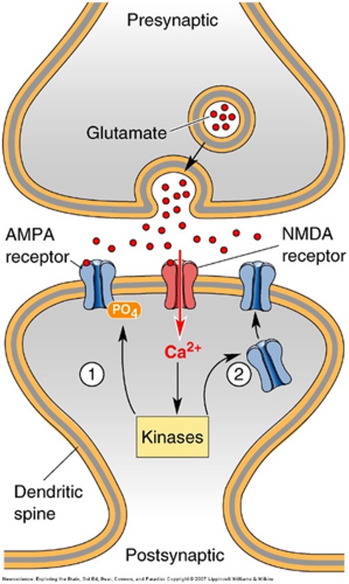 <p>How does LTP occur?</p>