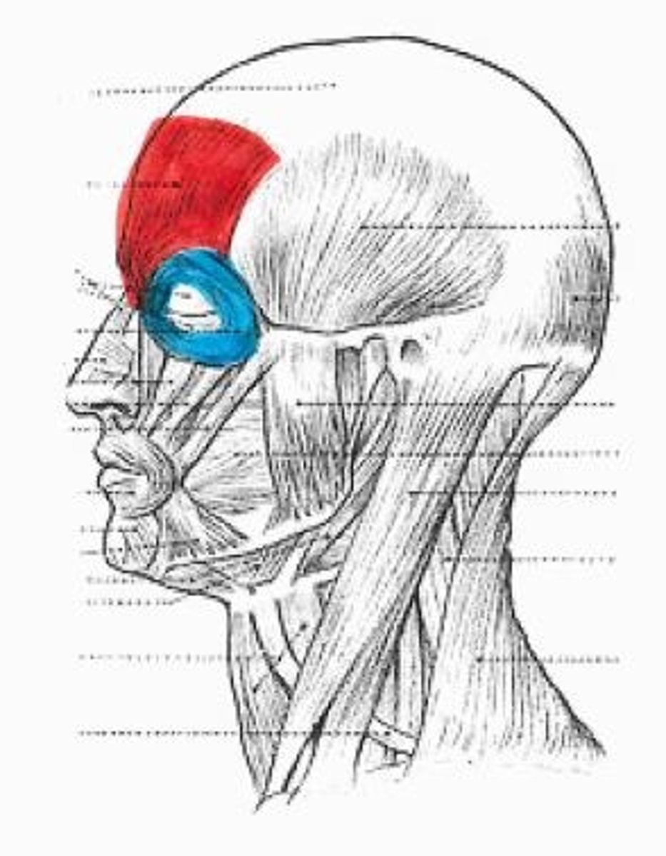 <p>blue muscle</p>